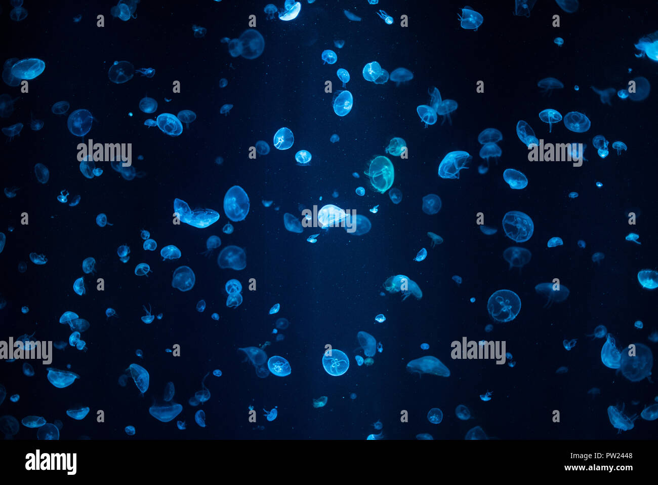 Meduse blu scuro in acquario con molte altre gelatine floating sullo sfondo Foto Stock
