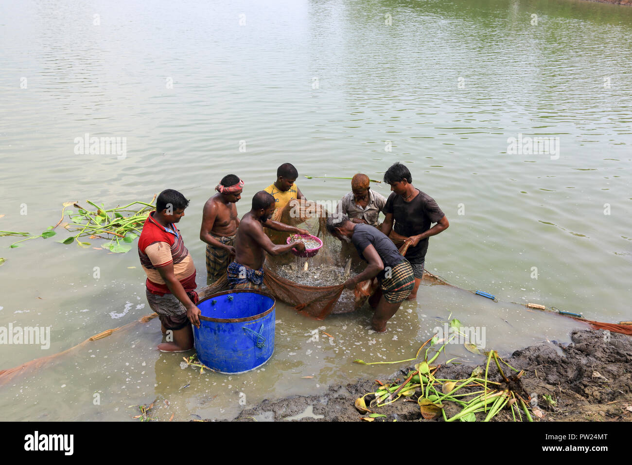 Le catture dei pescatori del loro pesce coltivato in un stagno a Shibganj in Bogra, Bangladesh. Foto Stock