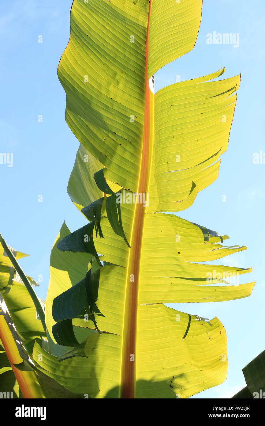Giovani foglie di banano isolato contro il cielo blu chiaro Foto Stock