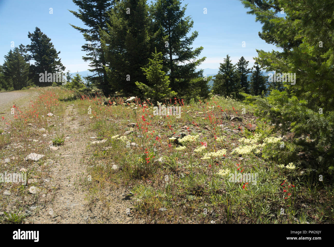 Fiori selvatici sulla strada a Mount Kobau, British Columbia, Canada Foto Stock