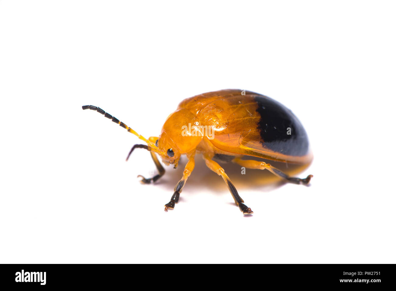 Coccinellidae (ladybug beetle) isolati su sfondo bianco Foto Stock