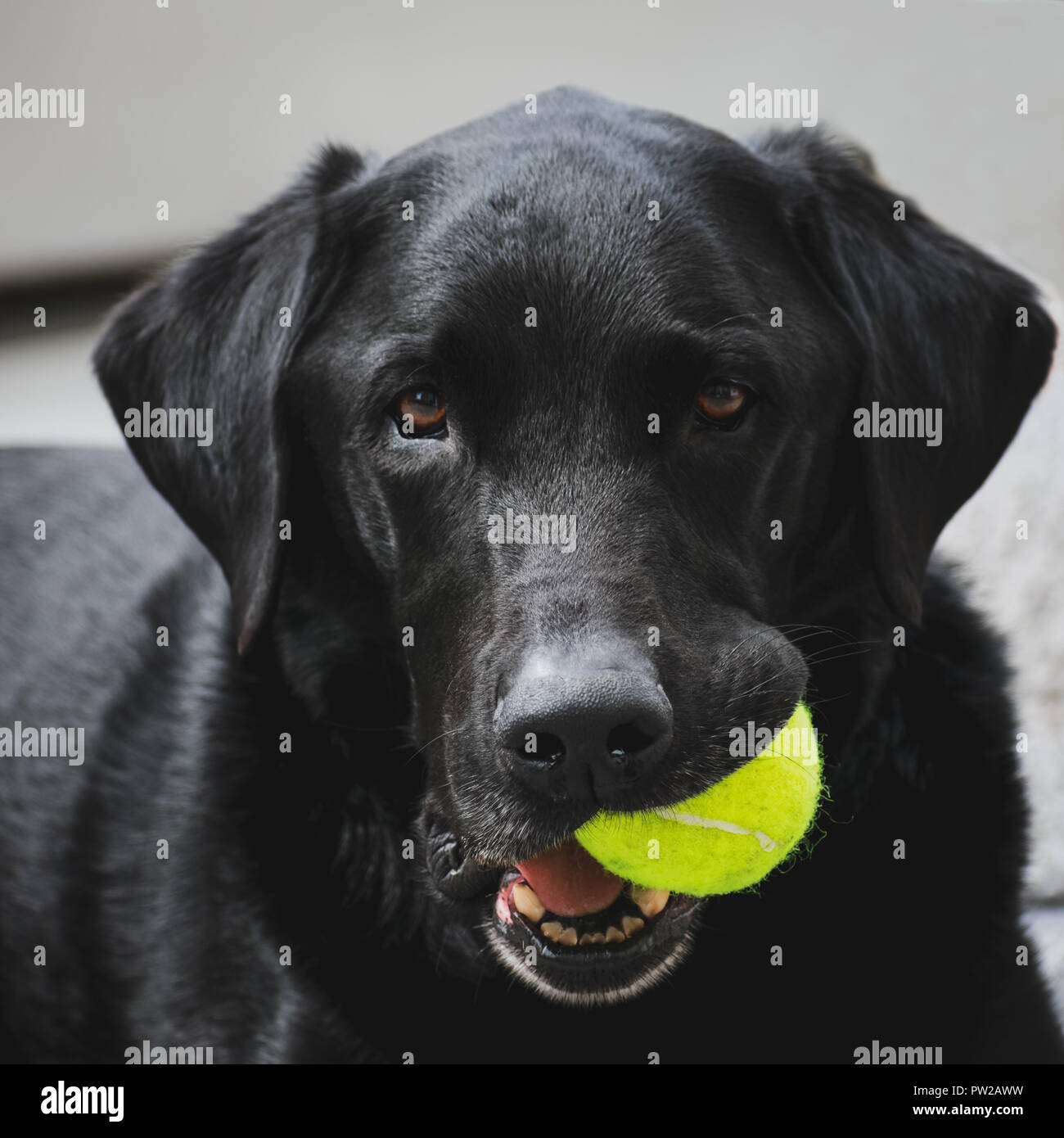 Il Labrador nero tenendo palla da tennis Foto Stock