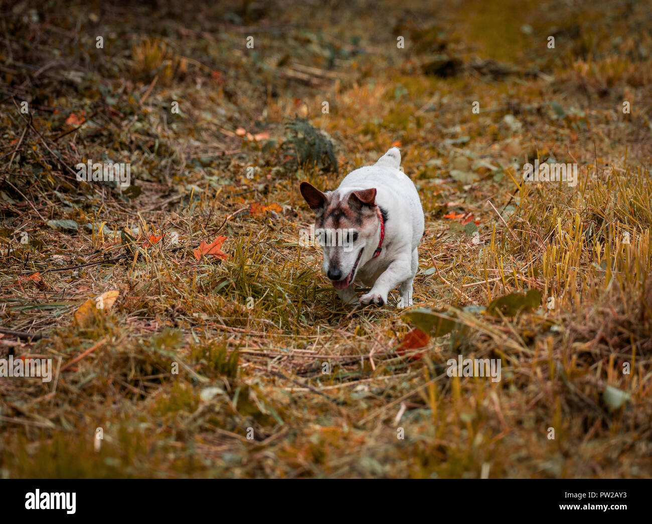 Il vecchio Jack Russell Terrier di andare a fare una passeggiata nei boschi Foto Stock