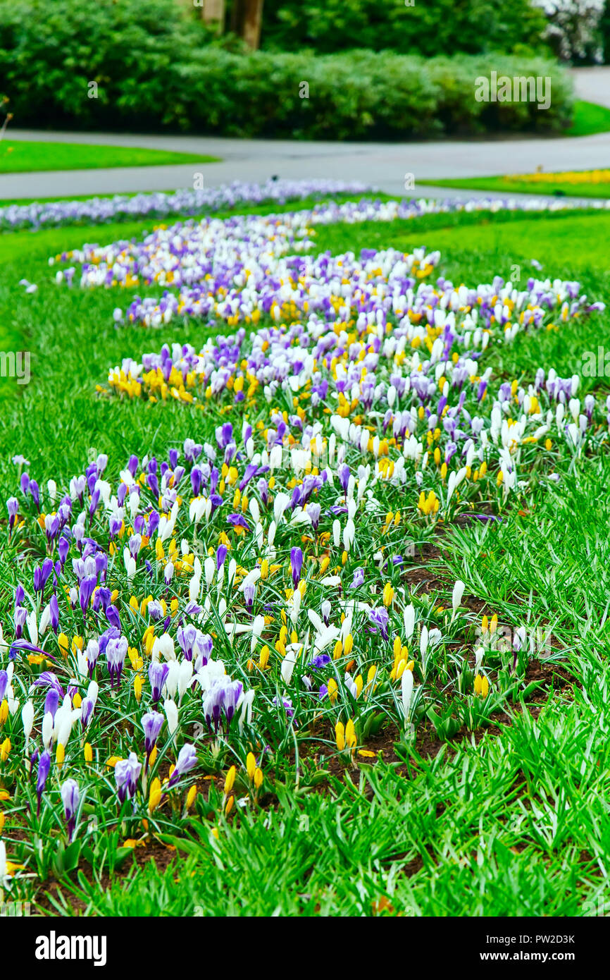 Colorato di bianco, giallo e viola crocus fiorisce nel giardino di primavera Foto Stock
