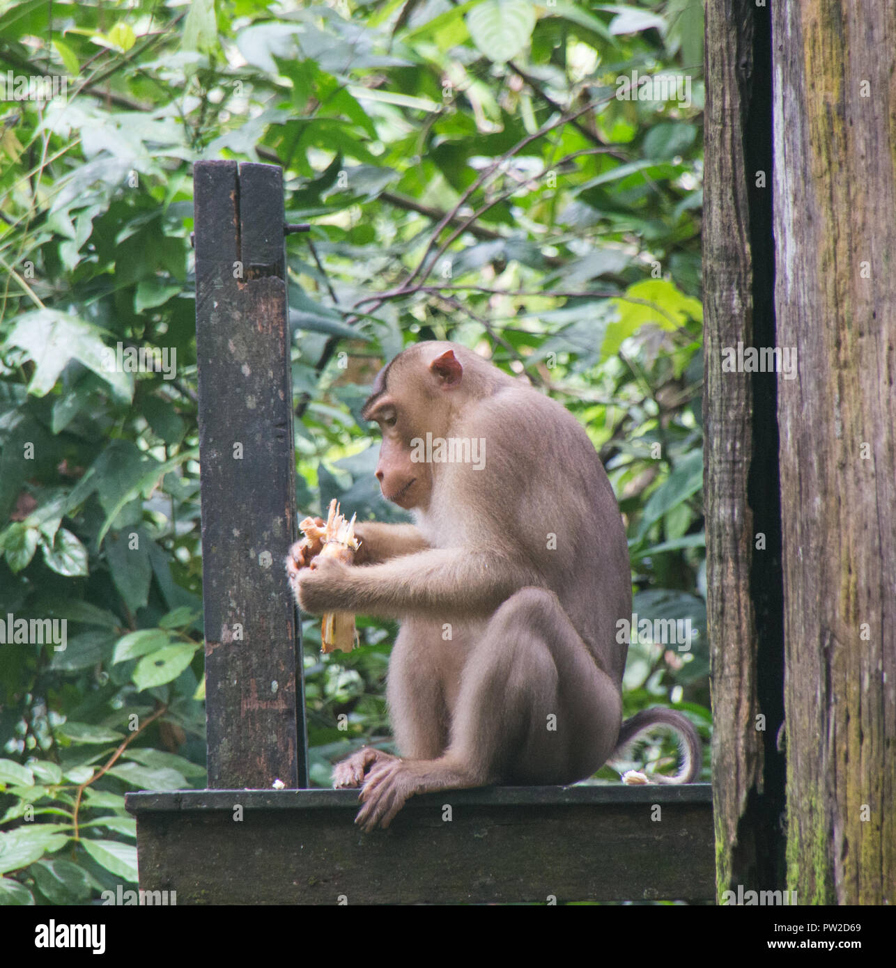 Macachi sull'isola del Borneo Foto Stock