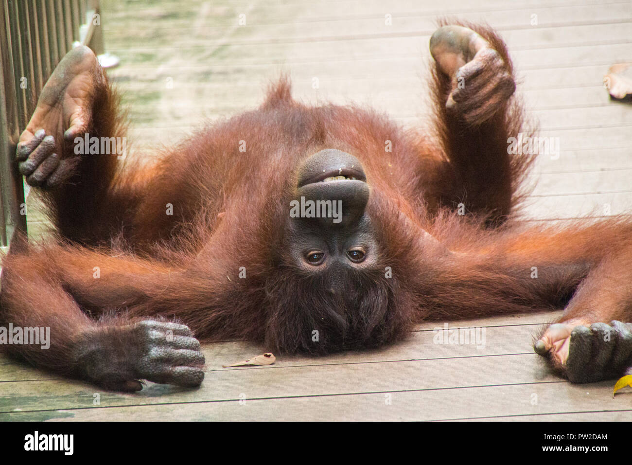 Specie in via di estinzione di Urang Utan Foto Stock
