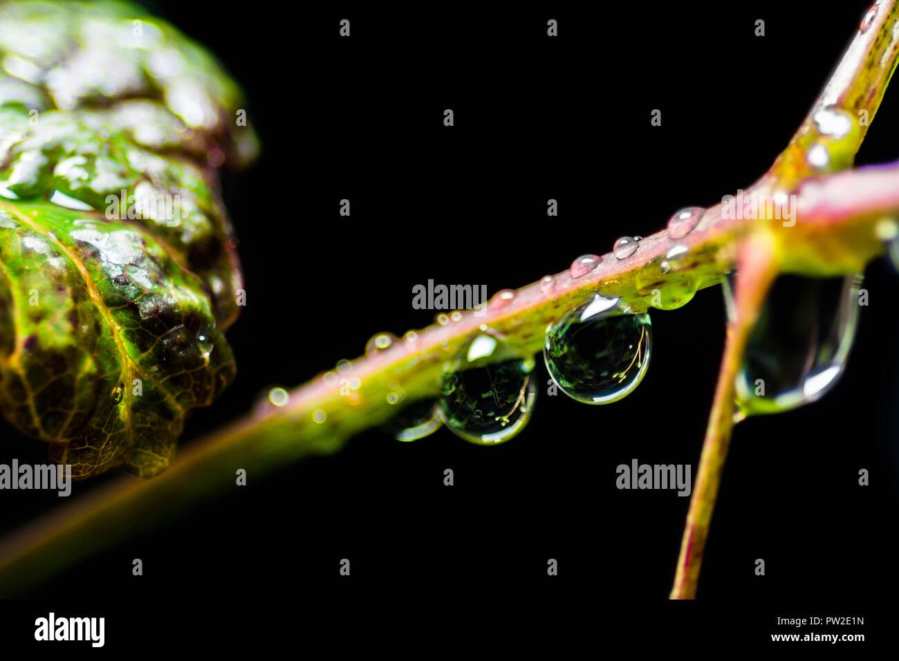 La rugiada o goccioline appeso sul gambo di pianta. Foto Stock