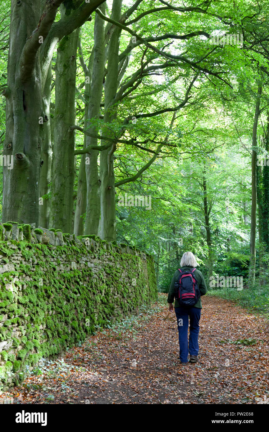 Rambler camminando attraverso il bosco di faggio con coperte di muschio secco cotswold muro di pietra Foto Stock