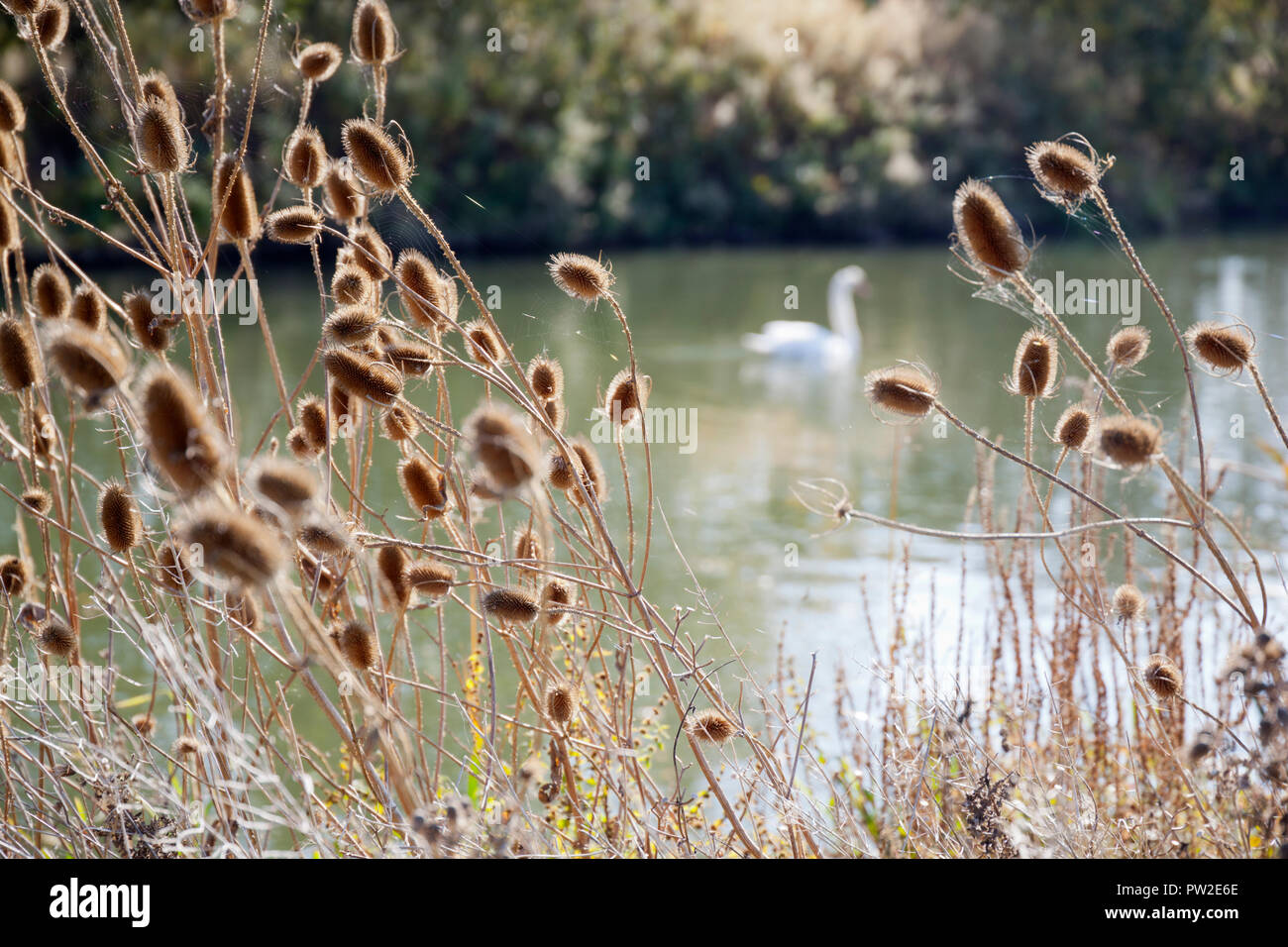 Teasels lungo la sponda del fiume Tamigi con swan sfocata dietro Foto Stock