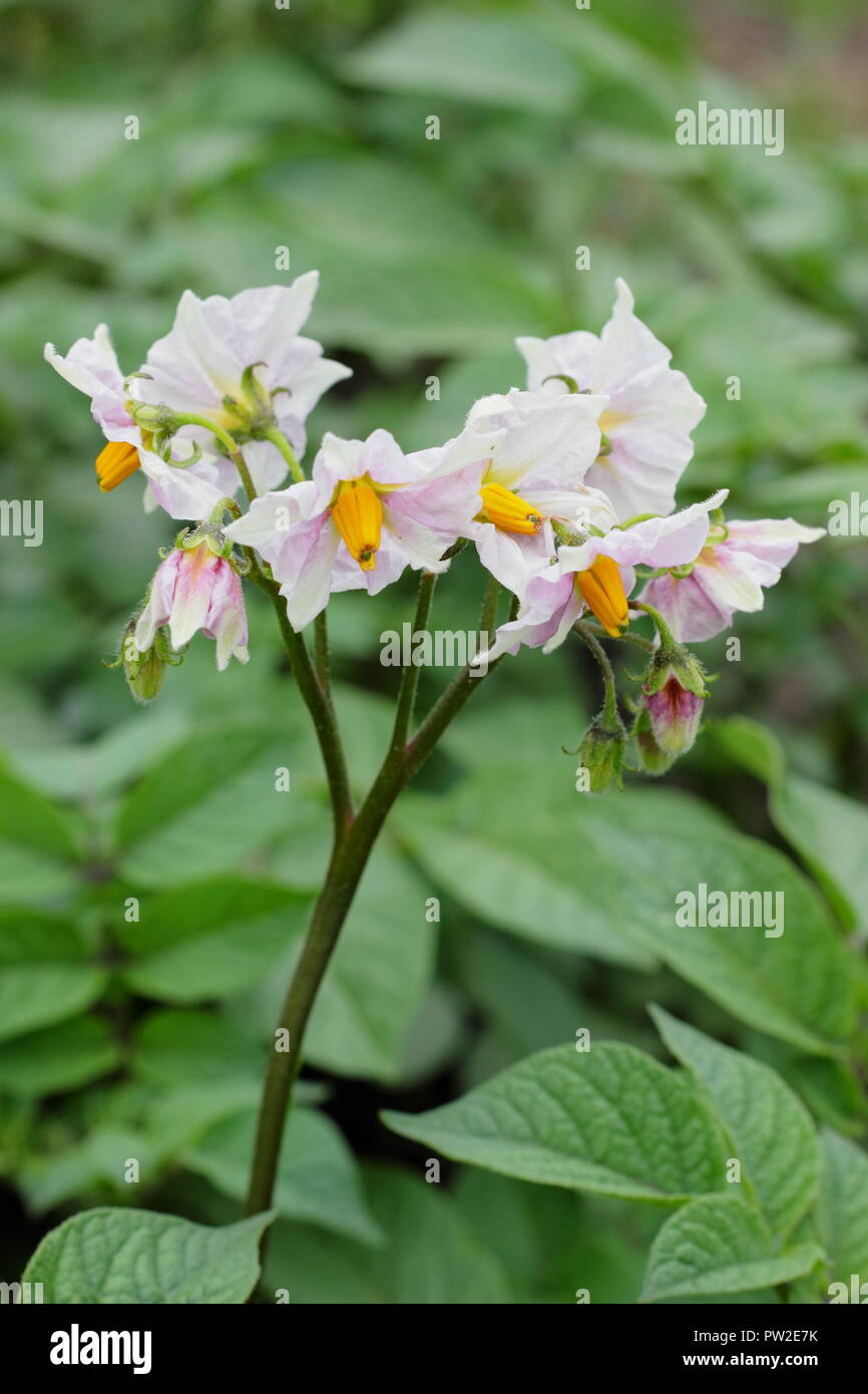 Fiore di pianta di patate immagini e fotografie stock ad alta risoluzione -  Alamy