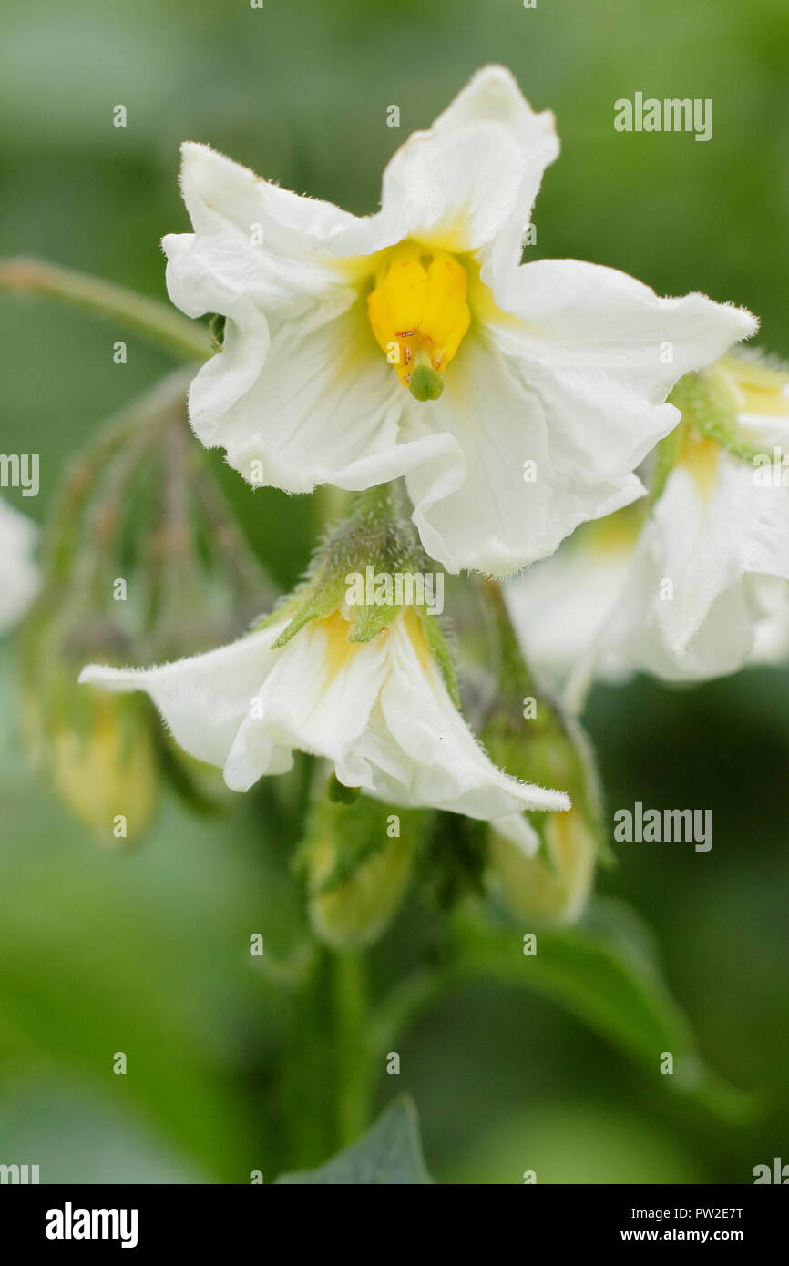 Soalnum tuberosum 'British Queen' varietà di patate in fiore in un giardino inglese cucina, Regno Unito Foto Stock