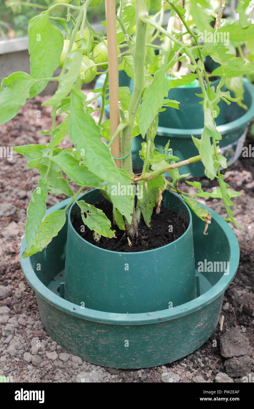 Solanum lycopersicum. Serra 'Darby Striped' patrimonio di piante di pomodoro che crescono in una pentola di crescere per un aiuto forte sviluppo mirata e di irrigazione. Foto Stock