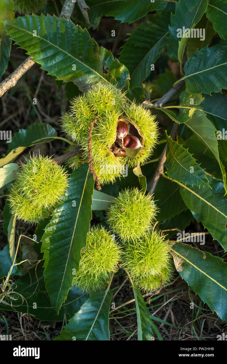 La carcassa pungenti si apre per rivelare il frutto all'interno di un castagno a Westonbirt Arboretum, Gloucestershire, Regno Unito Foto Stock