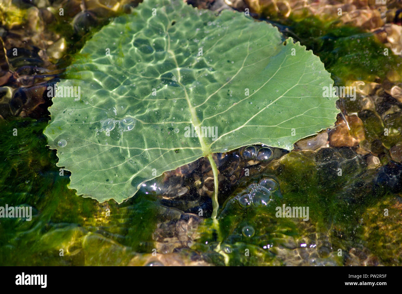 Foglie sotto l'acqua Foto Stock