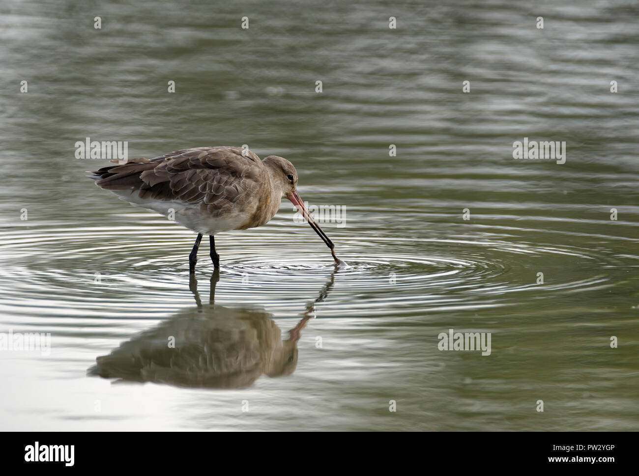 Nero-tailed Godwit - Limosa limosa alimentando in acqua con la riflessione Foto Stock