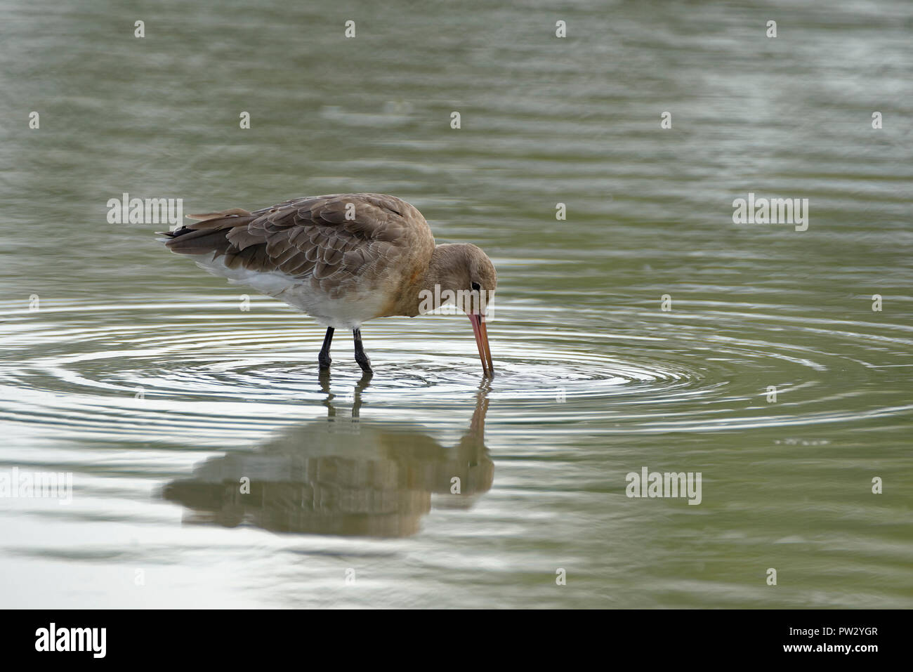 Nero-tailed Godwit - Limosa limosa alimentando in acqua con la riflessione Foto Stock