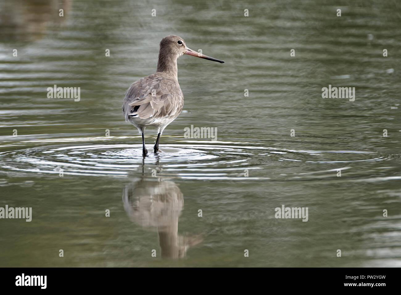 Nero-tailed Godwit - Limosa limosa alimentando in acqua con la riflessione Foto Stock