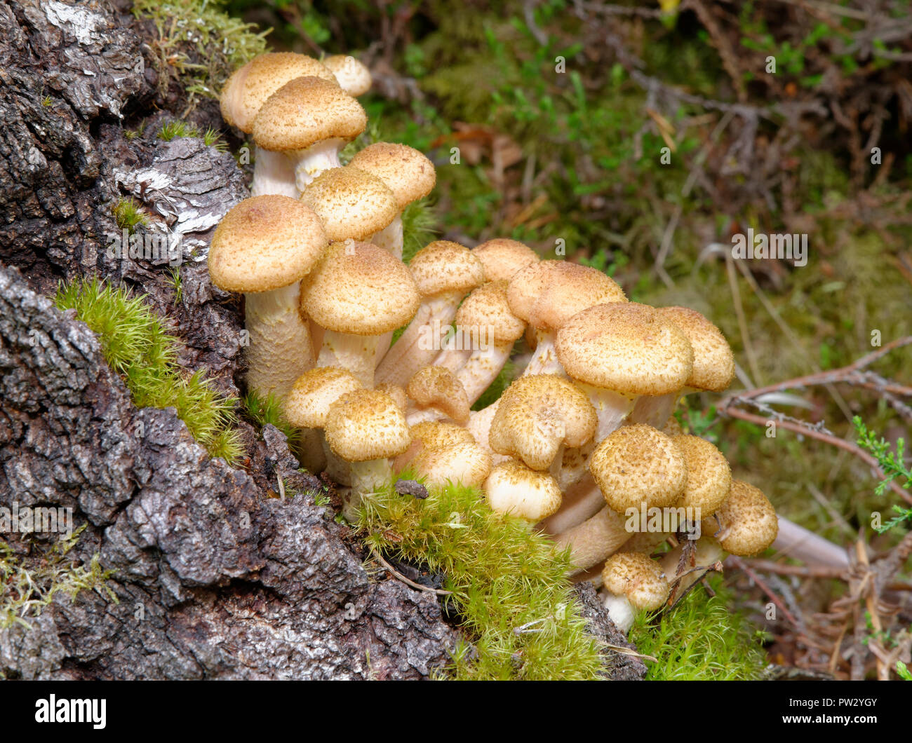 Acerbi miele fungo - Armillaria mellea su Birch Foto Stock