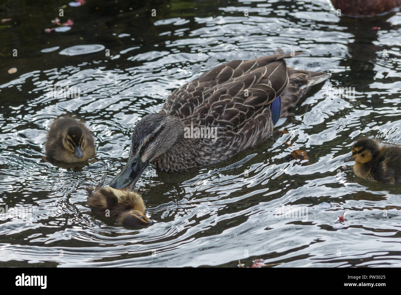 Baby Mallard anatroccolo che viene ucciso da una femmina adulta, dall'inizio alla fine. Foto Stock