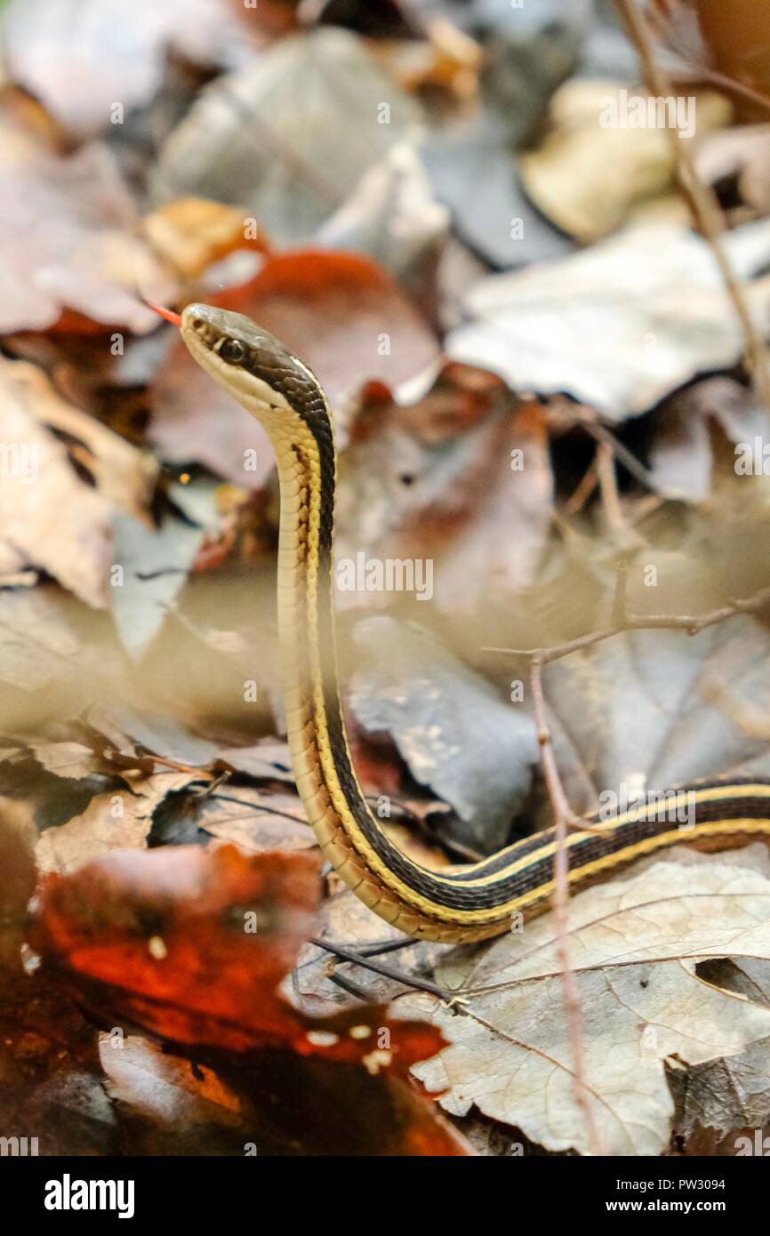 Un cauto ribbon snake nel bosco che solleva la sua testa a Yates mulino Parcheggio contea in Raleigh North Carolina Foto Stock