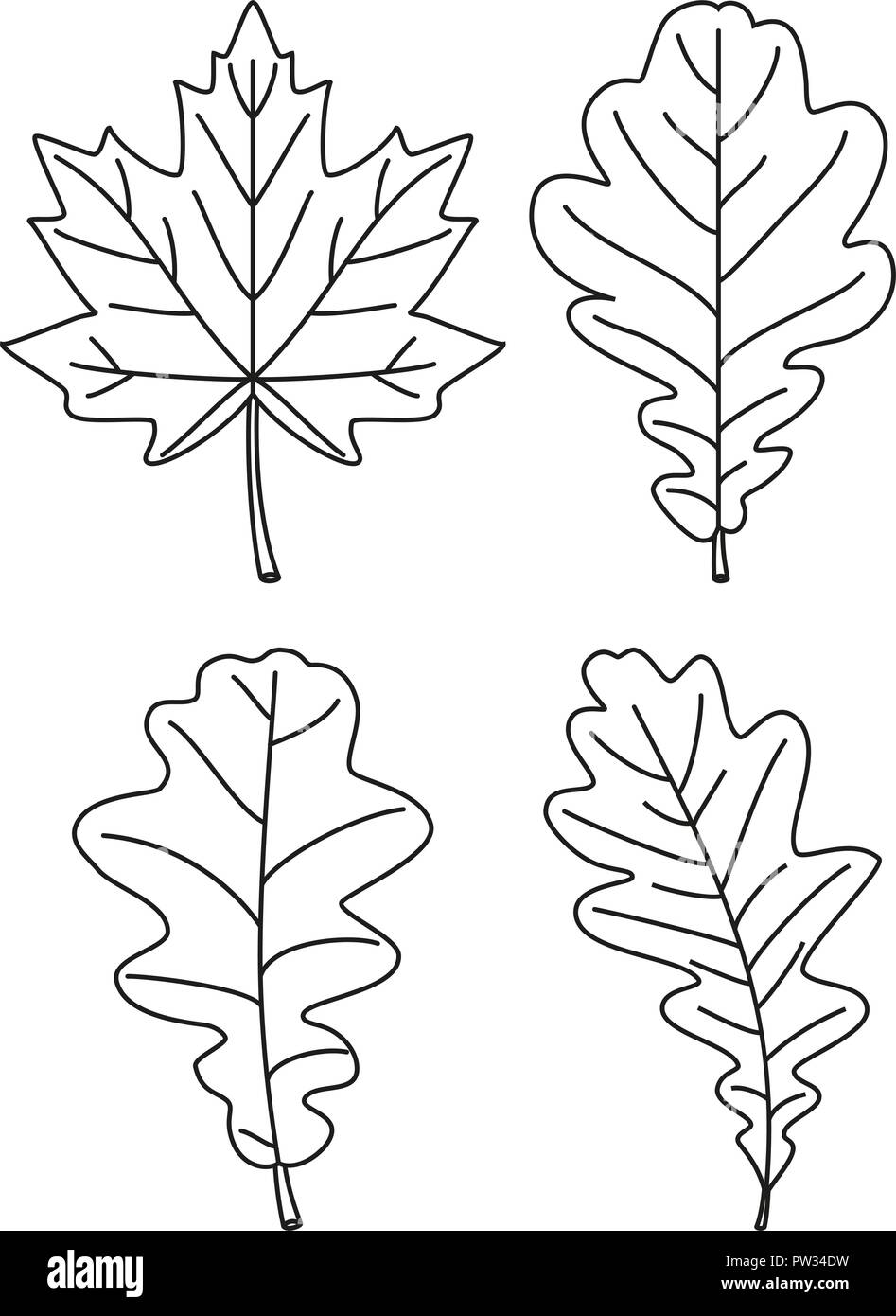 Line art in bianco e nero 4 foglie di quercia impostato Immagine e  Vettoriale - Alamy