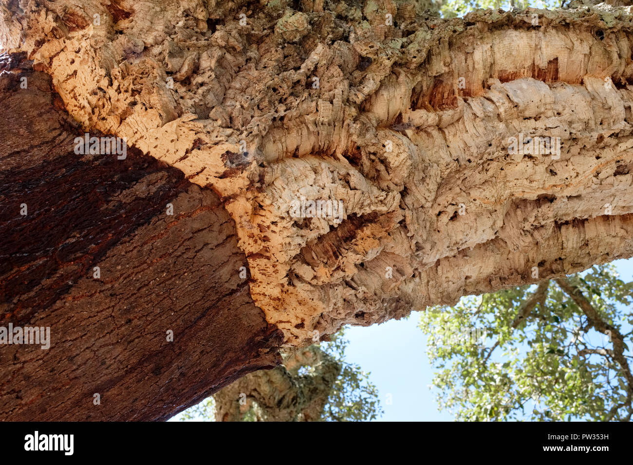 Close up raccolte Cork Oak tree (Quercus Suber). Vicino a Bosa, Sardegna, Italia Foto Stock