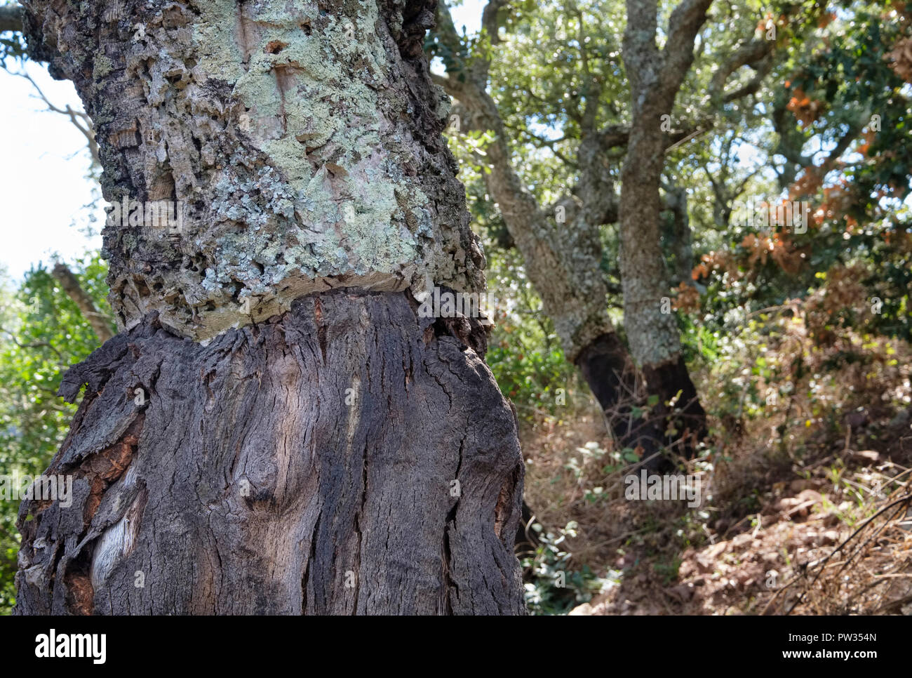 Close up raccolte Cork Oak tree (Quercus Suber). Vicino a Bosa, Sardegna, Italia Foto Stock