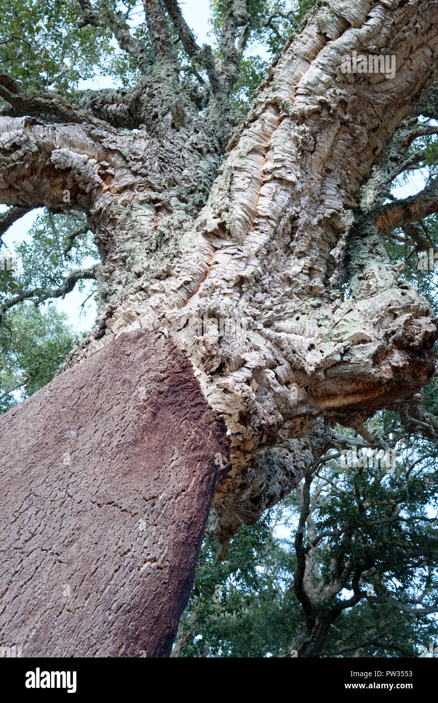 Close up raccolte Cork Oak tree (Quercus Suber). Vicino a Bosa, Sardegna, Italia Foto Stock