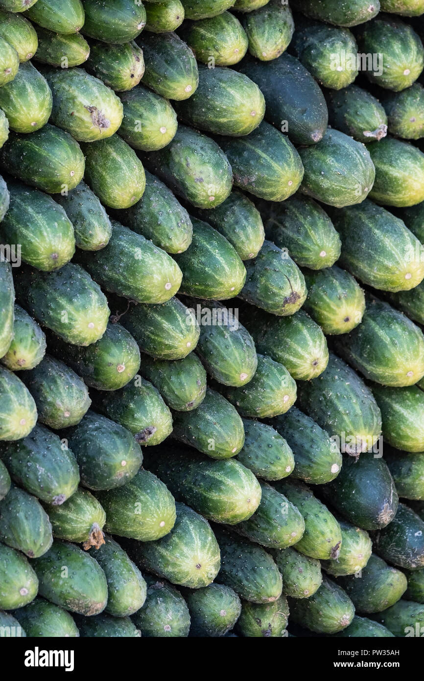 Sfondo, un sacco di verde cetrioli giacciono su piani tra loro Foto Stock