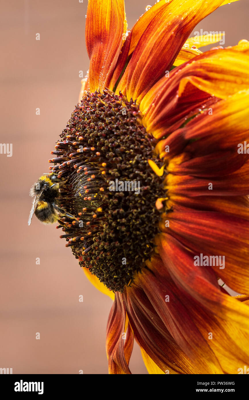 Ape su un girasole con alcune gocce di pioggia Foto Stock
