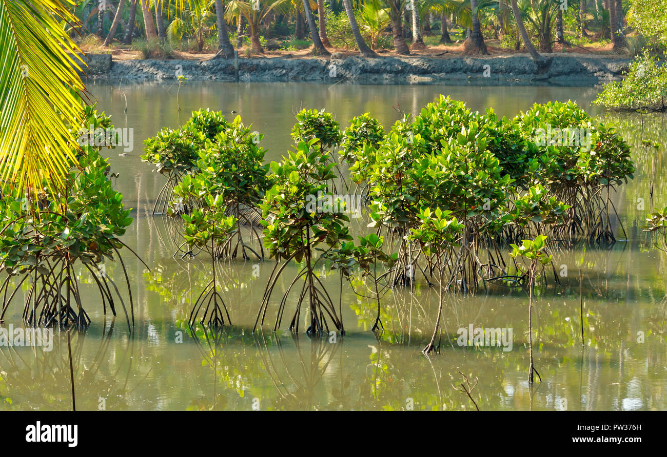 KANNUR KERALA INDIA arbusti di mangrovie che crescono in una laguna di soluzione salina Foto Stock