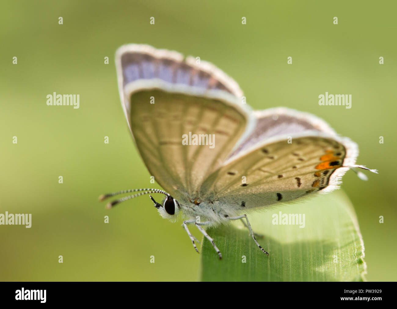 Piccolo maschio codato orientale-blue butterfly in appoggio su una paletta di erba con le sue ali aperti a metà. Foto Stock