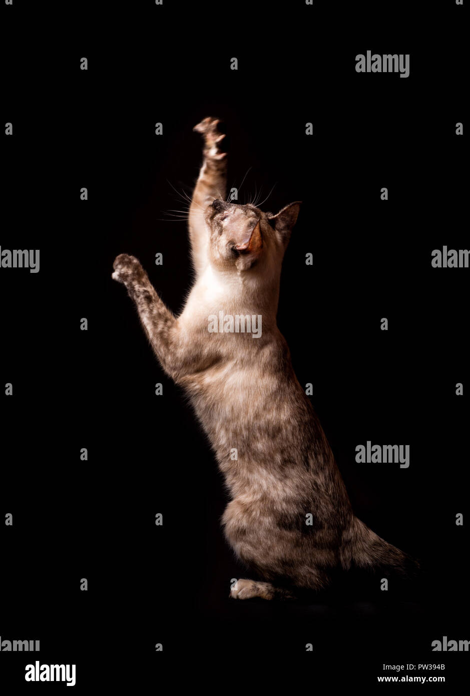 Veduta laterale di un punto tortie gatto siamese gatto che arrivano fino in aria, su sfondo scuro Foto Stock
