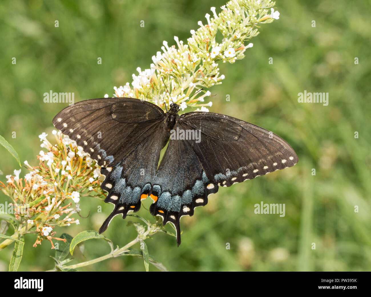 Bellissima femmina morph scuro di Tiger a coda di rondine a impollinazione Butterflybush Foto Stock