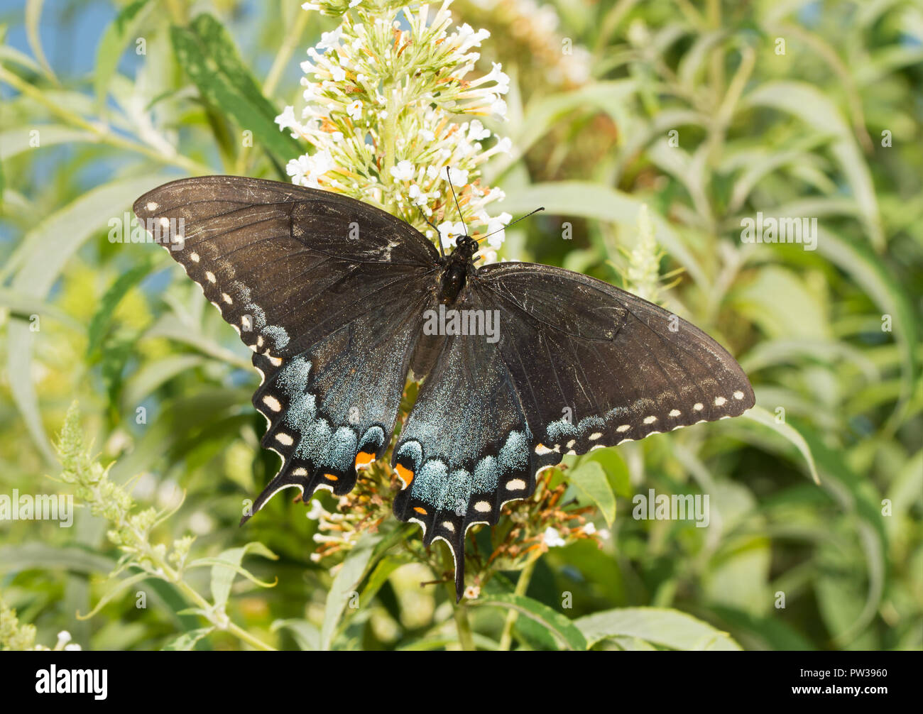 Orientale a coda di rondine di Tiger butterfly, dark morph femmina, alimentazione su un bianco fiore Buddleia Foto Stock