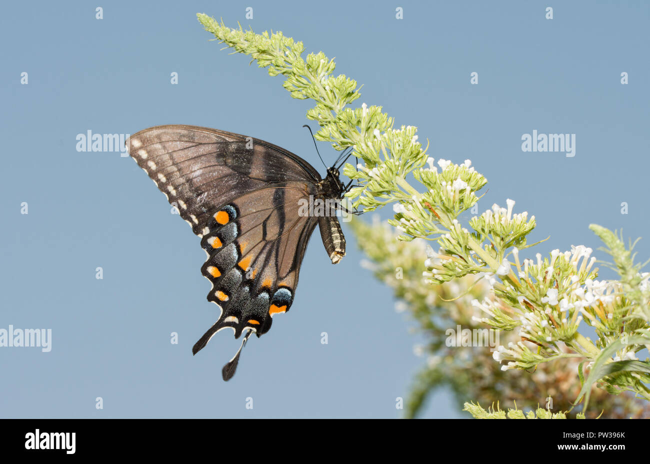 Vista ventrale di un oscuro morph di orientale femmina a coda di rondine di Tiger butterfly alimentazione su un Buddleia bianca contro il cielo blu Foto Stock