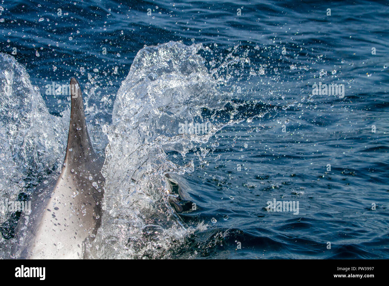 Dal becco bianco delfino acqua di rottura Foto Stock