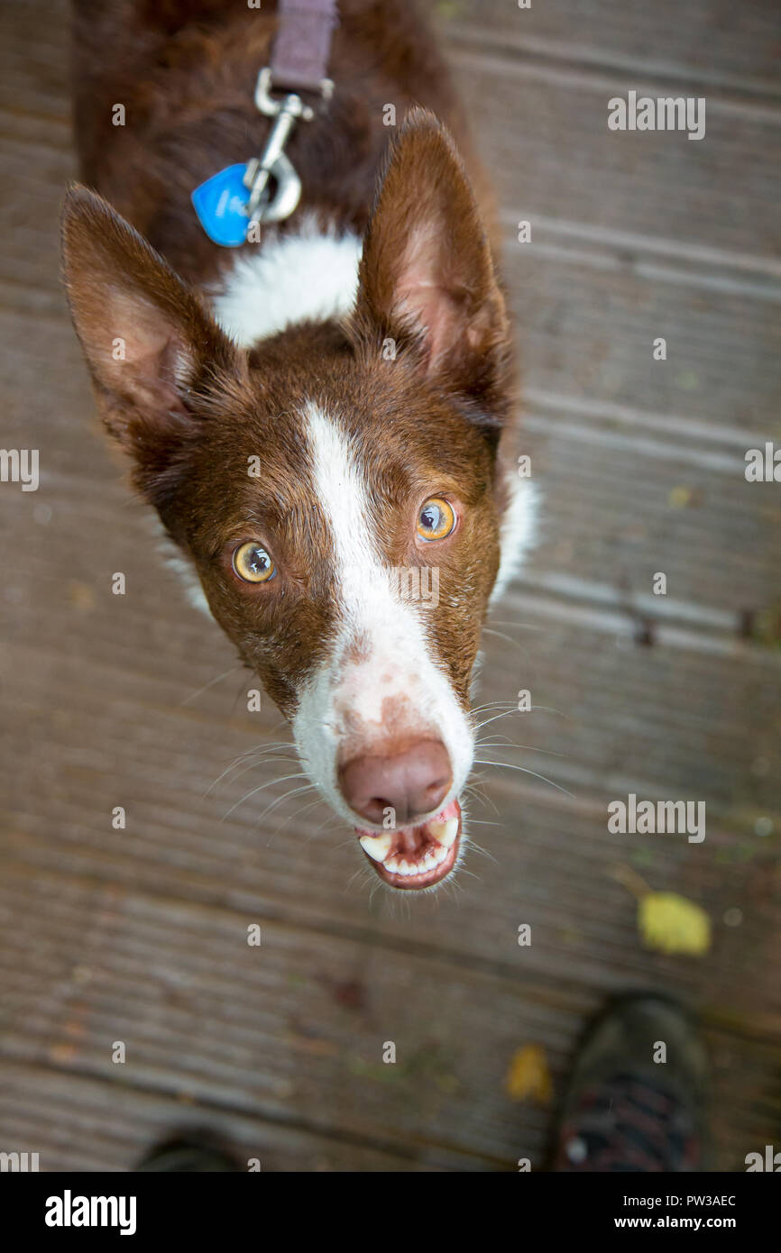 Ritratto di cattura Australian a pelo corto rosso Border Collie cercando fino alla telecamera, mentre ancora su una derivazione, durante un autunno passeggiata mattutina nel parco. Foto Stock