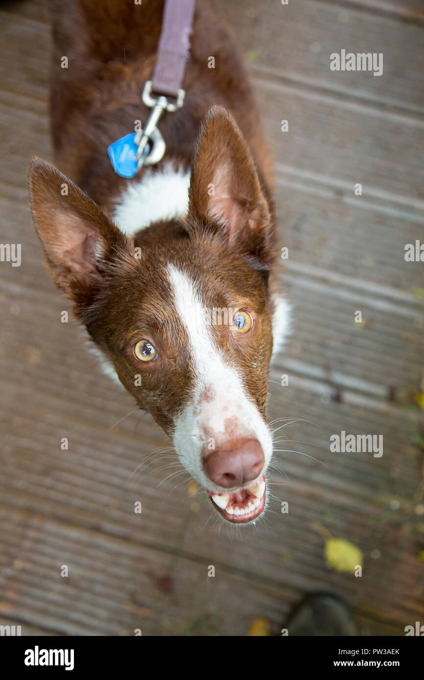 Ritratto di cattura Australian a pelo corto rosso Border Collie cercando fino alla telecamera, mentre ancora su una derivazione, durante un autunno passeggiata mattutina nel parco. Foto Stock