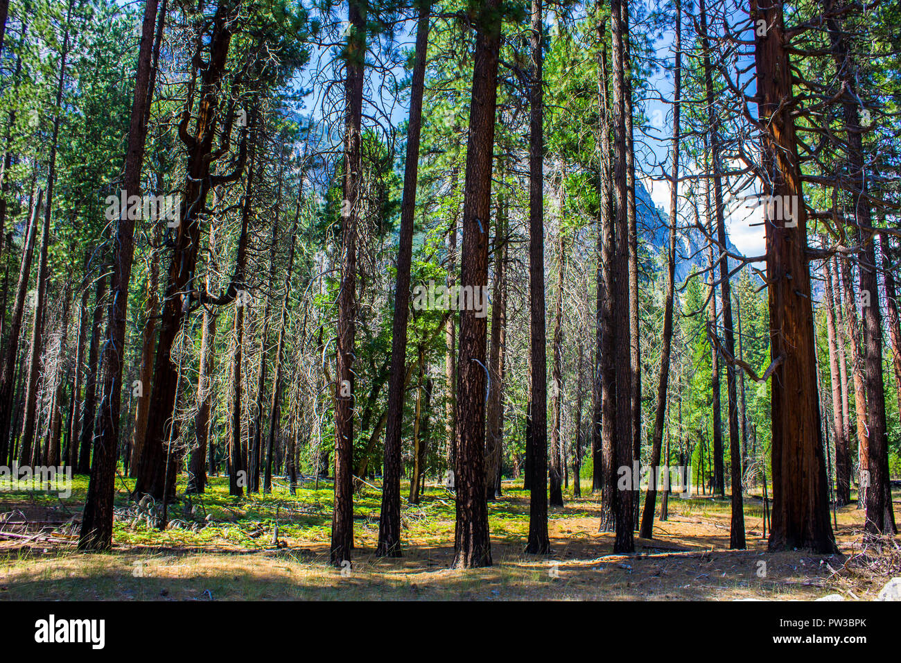 Vedute della valle di Yosemite nel Parco Nazionale di Yosemite, California orientale Foto Stock