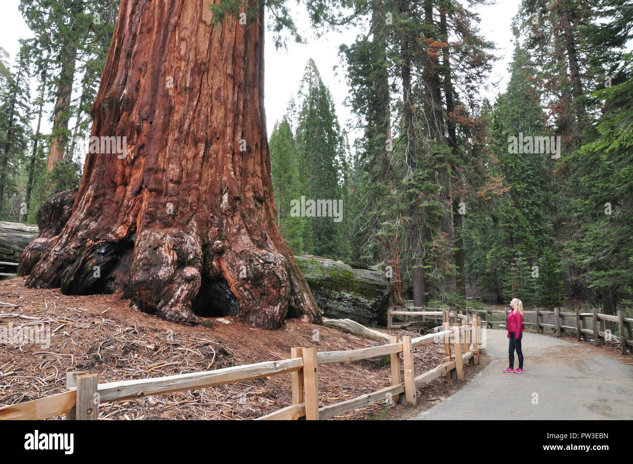 Sequoia National Park, California, Stati Uniti d'America Foto Stock