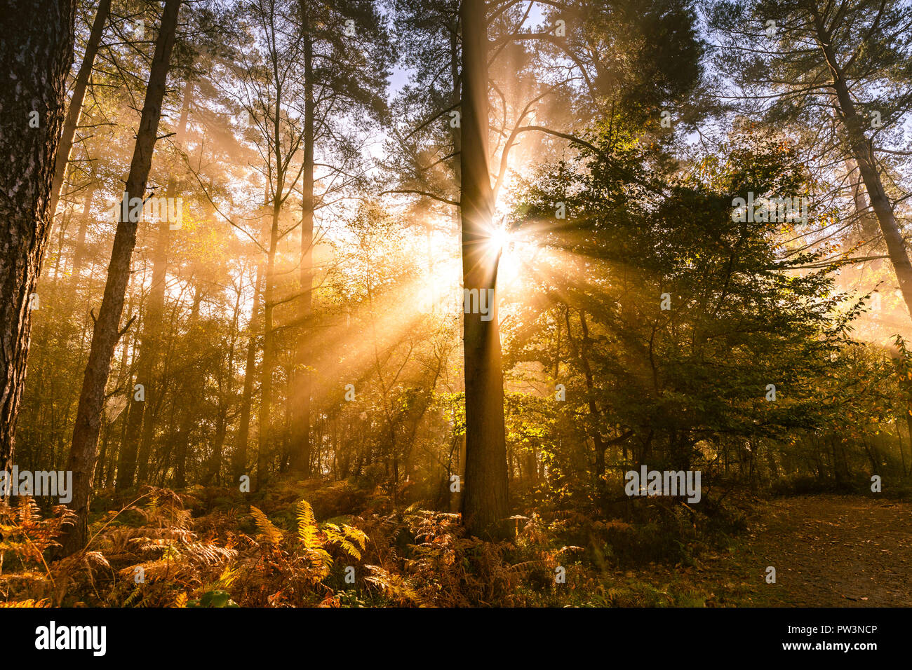 Sunburst attraverso gli alberi Foto Stock