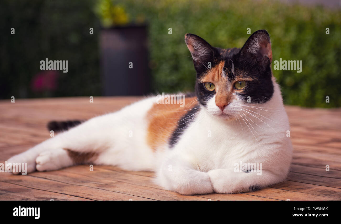 Tartaruga gatta calico sdraiati al sole Foto Stock