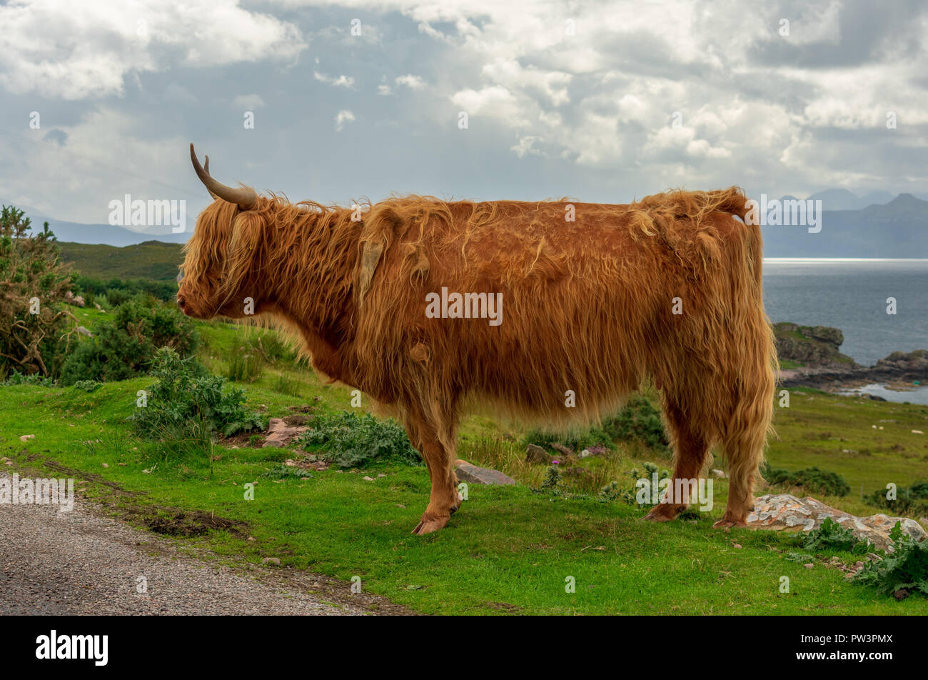 Highland mucca costa ovest della Scozia Foto Stock