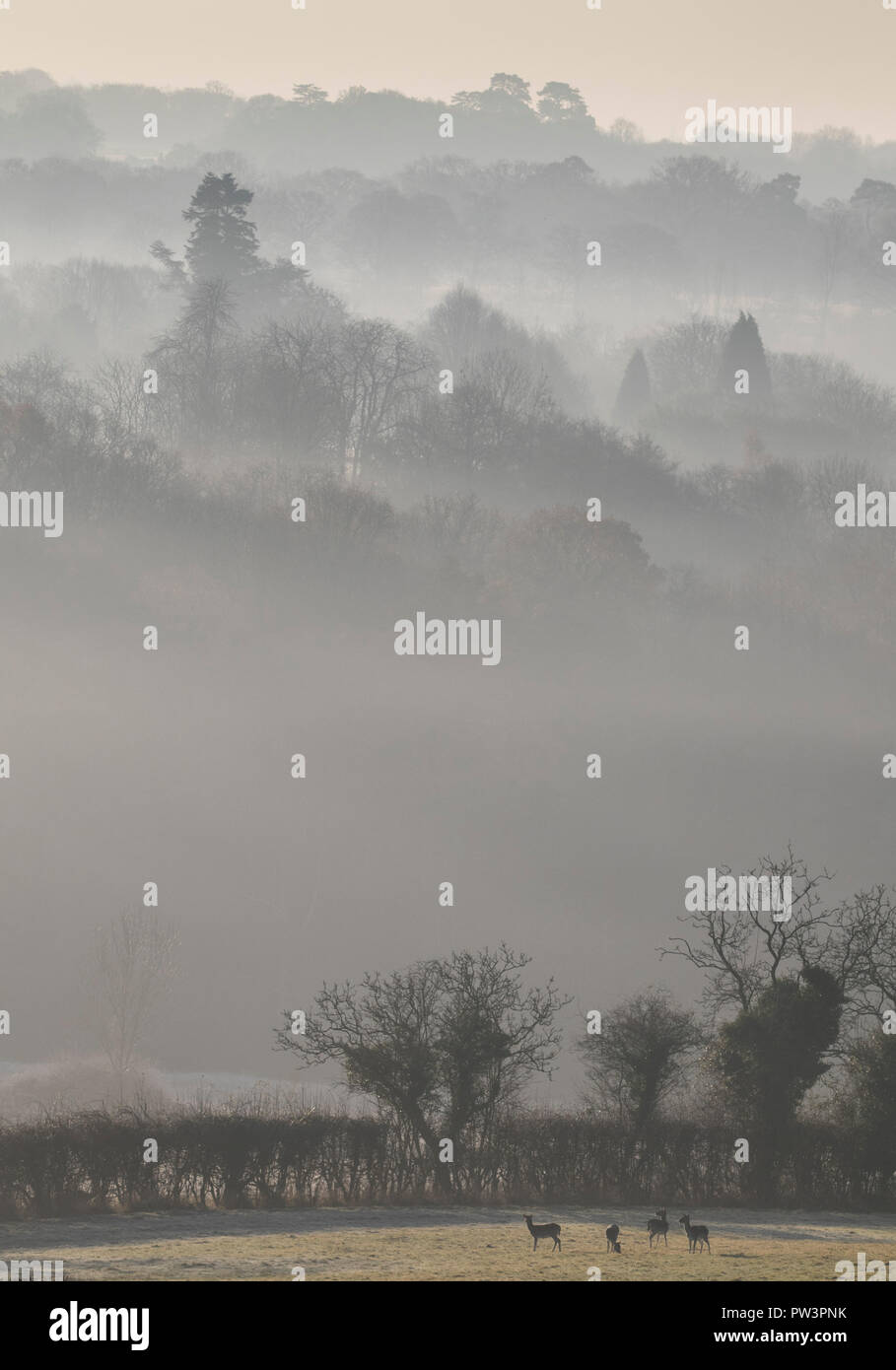 Daini (Dama Dama) West Sussex, in Inghilterra, Regno Unito Foto Stock