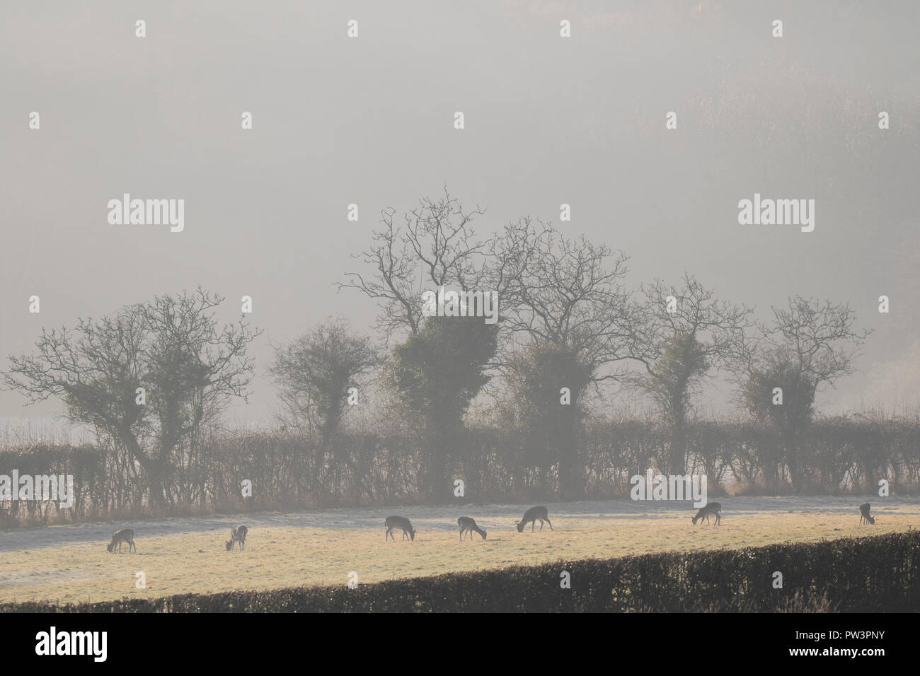 Daini (Dama Dama) West Sussex, in Inghilterra, Regno Unito Foto Stock