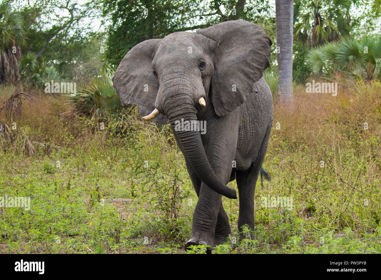 Elefante africano (Loxodonta africana) minaccia maschio display, Gorongosa National Park, Mozambico. Le specie vulnerabili Foto Stock
