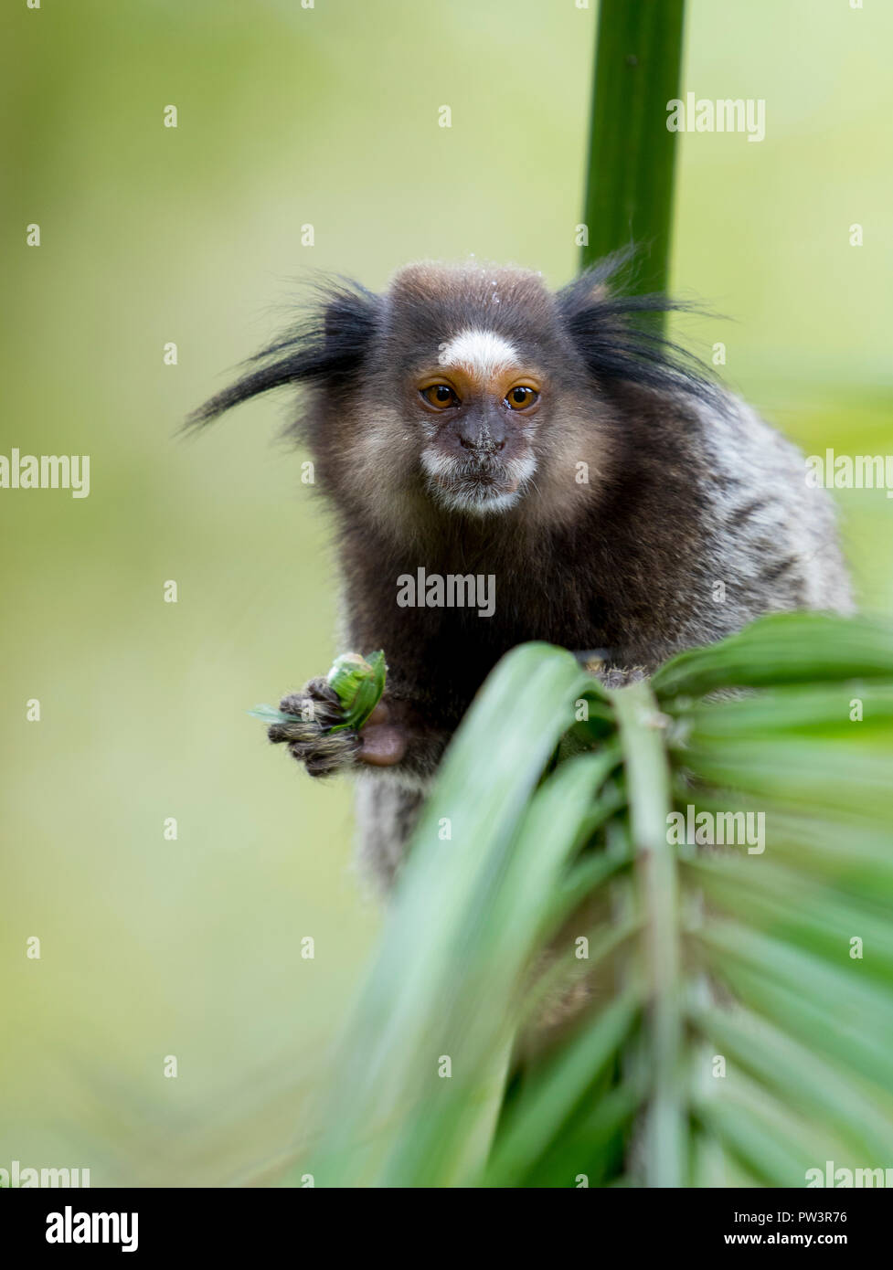 Nero-TUFTED EAR Marmoset (callithrix penicillata) con preda di insetti, Ilha Grande, Brasile, Sud America. Foto Stock