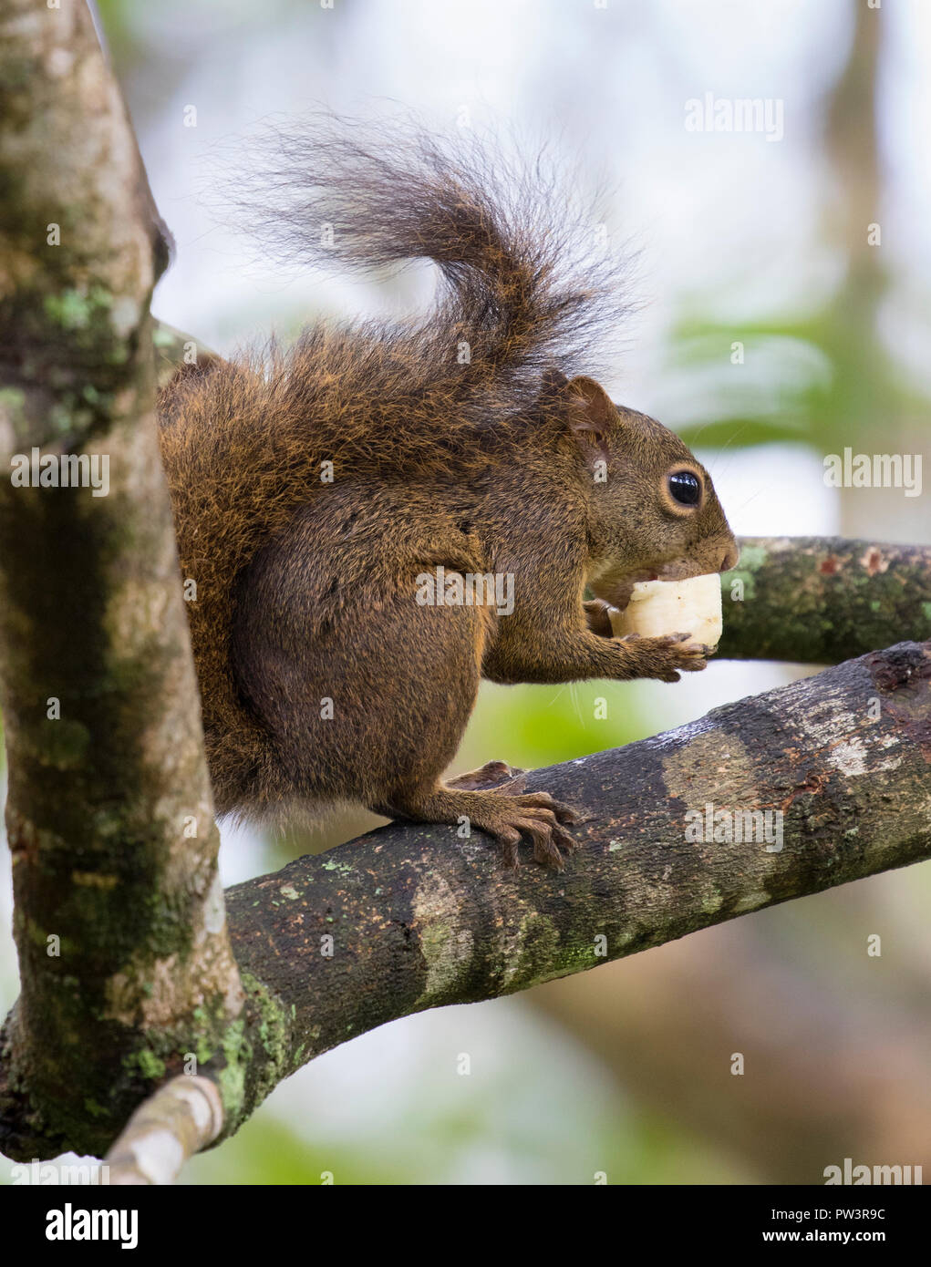 Brasiliano o GUIANAN scoiattolo (Sciurus aestuans) alimentazione, Ilha Grande, Brasile. Foto Stock
