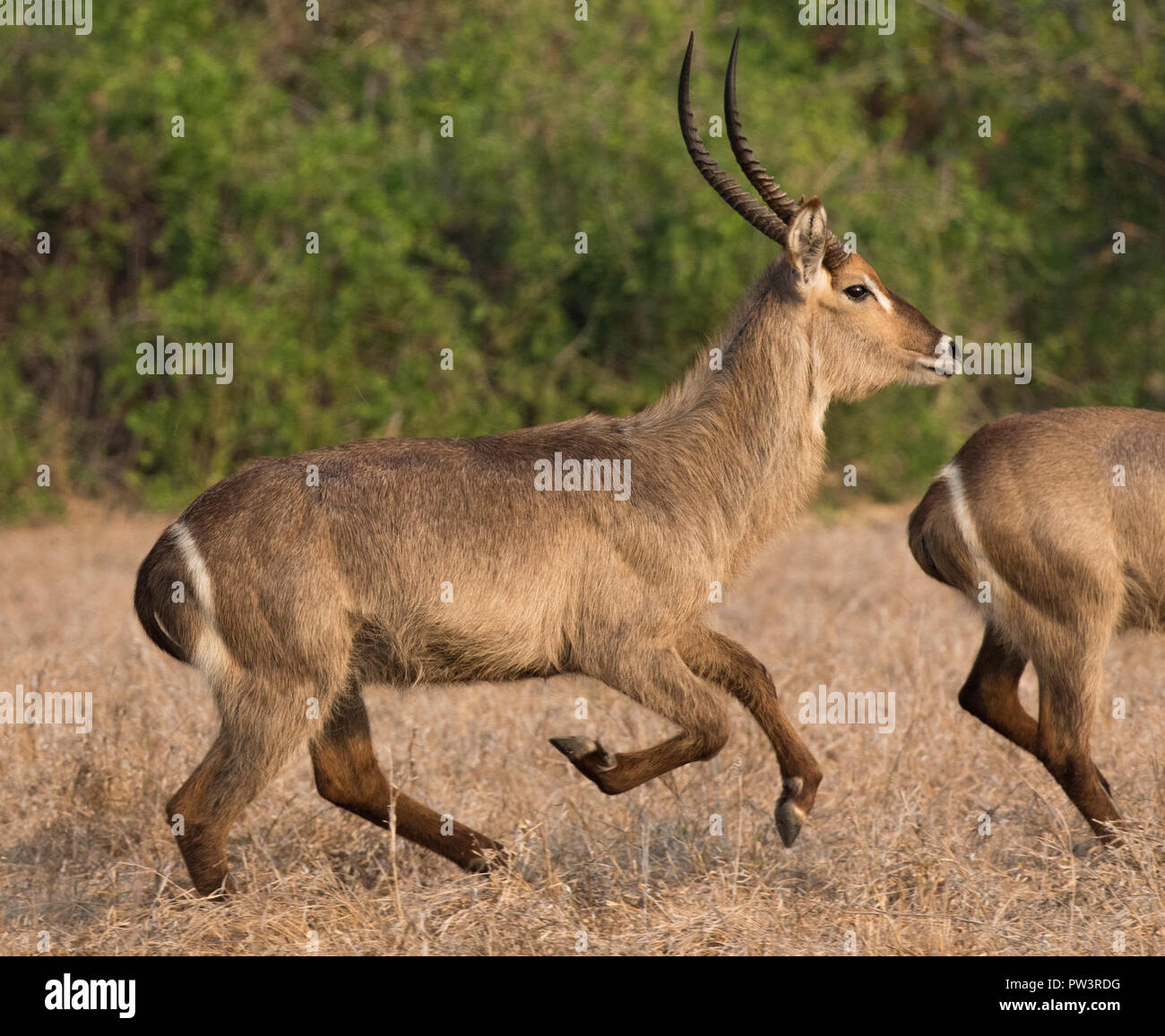 WATERBUCK (Kobus ellipsiprymnus) Gorongosa National Park, Mozambico. Foto Stock